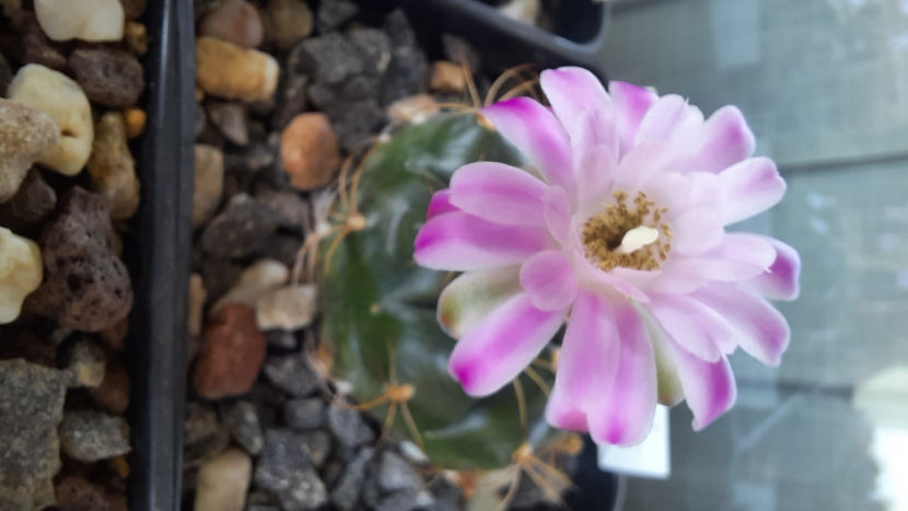 26.08.2020 - Gymnocalycium damsii v tucavocence