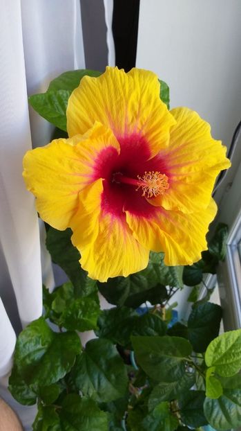 26.08.2020, a patra floare - GRAND SLAM X JOLANDA GOMMER