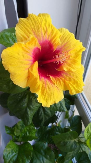  - GRAND SLAM X JOLANDA GOMMER