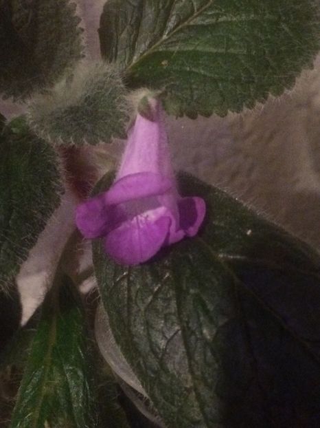 27.08.2020 - Eucodonia Adelle