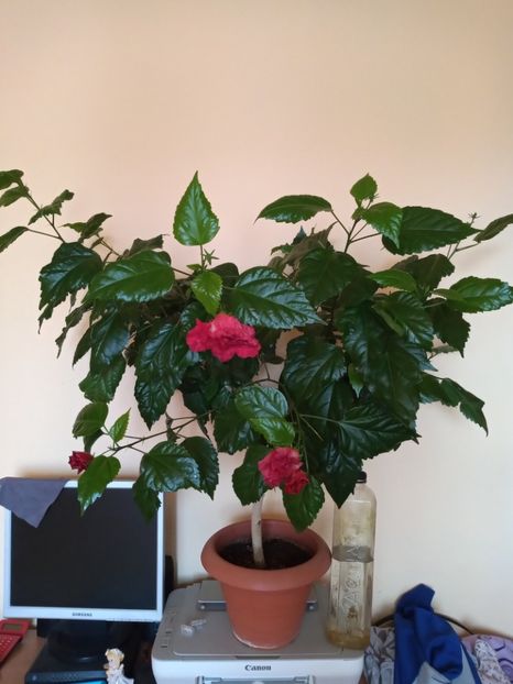 Hibiscus 150 lei - Disponibil