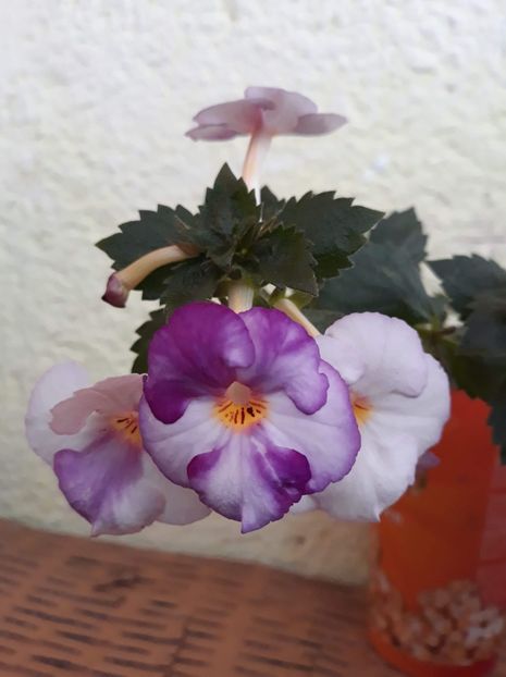  - 1 2020 - Porcelain Doll