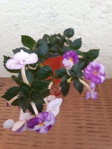  - 1 2020 - Porcelain Doll