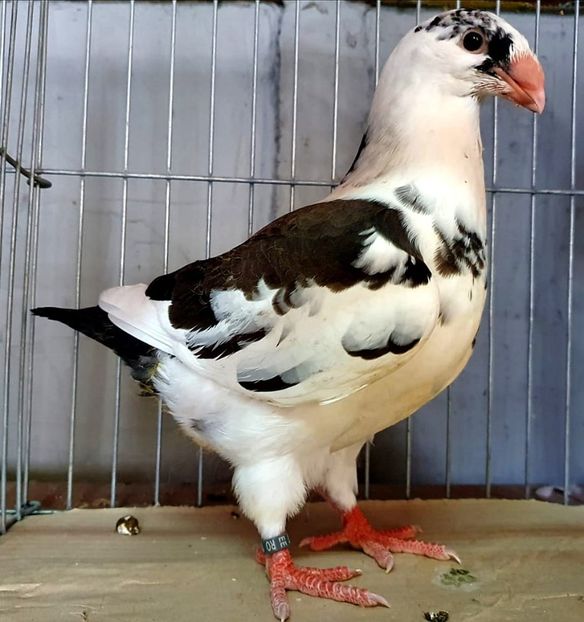 IMG-20200826-WA0082 - Pui 2020