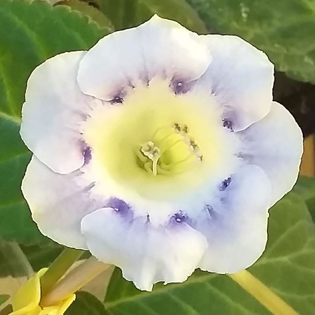118421847_3217656168315763_2142724074095750882_o - Gloxinia 2020