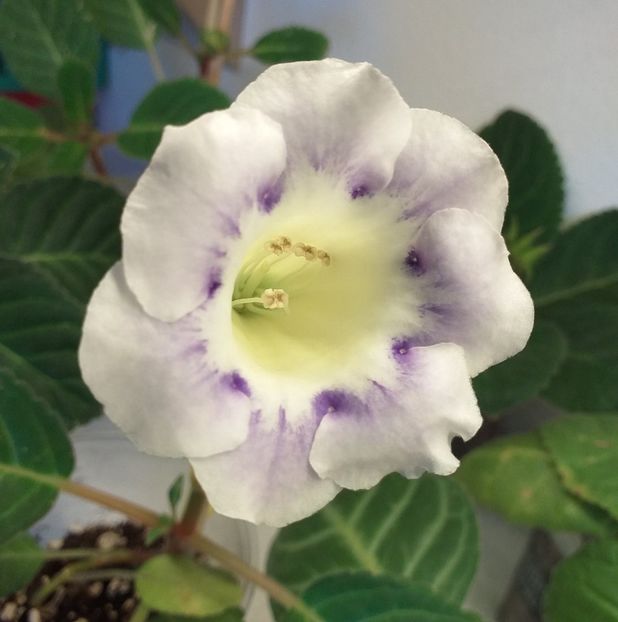  - Gloxinia 2020