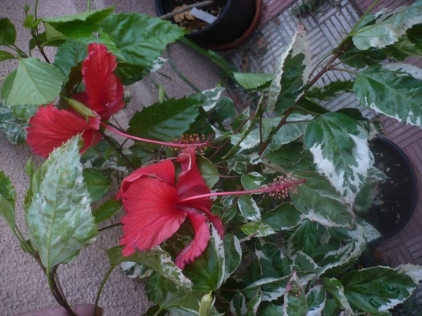 P1460002 - HIBISCUSI 2020-3