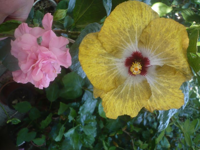 P1460007 - HIBISCUSI 2020-3