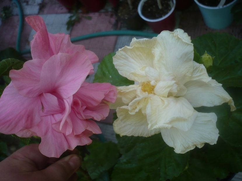 P1460008 - HIBISCUSI 2020-3