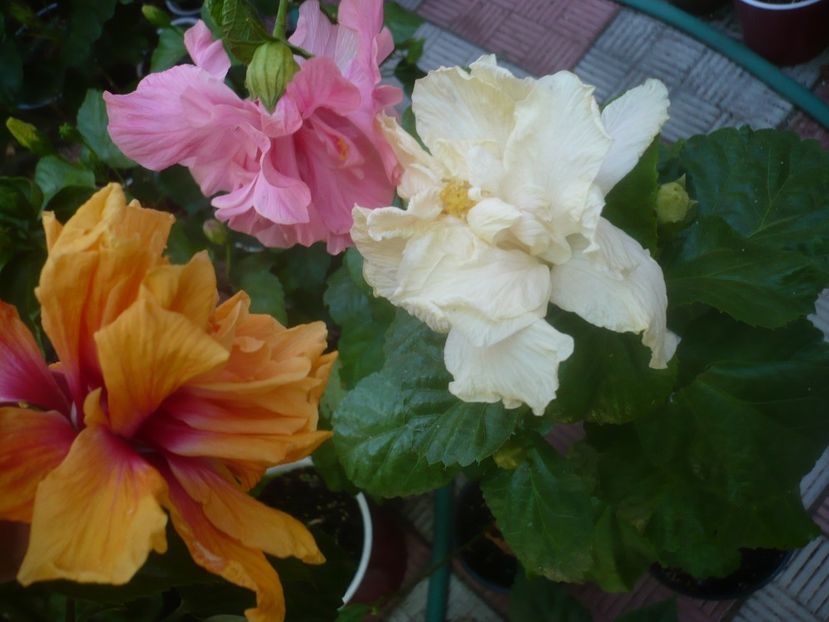 P1460009 - HIBISCUSI 2020-3