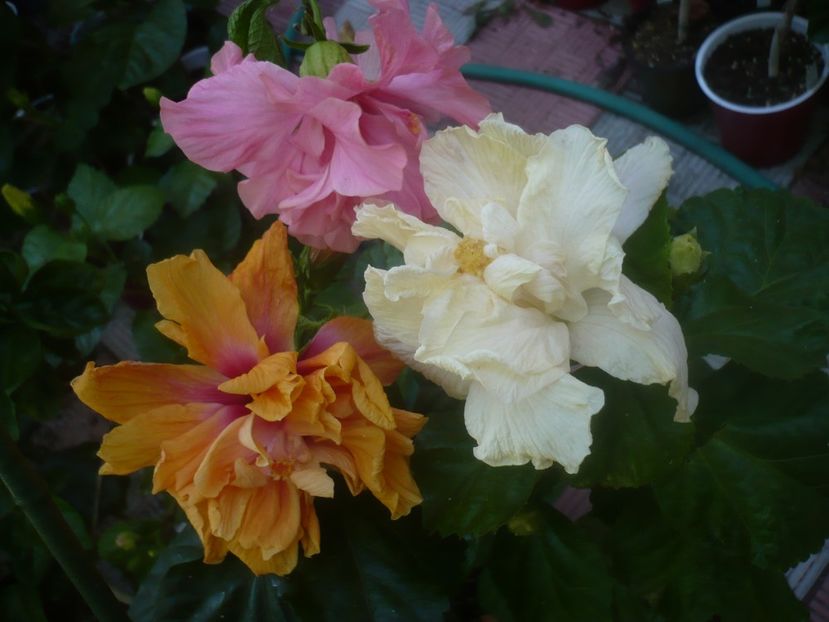 P1460010 - HIBISCUSI 2020-3