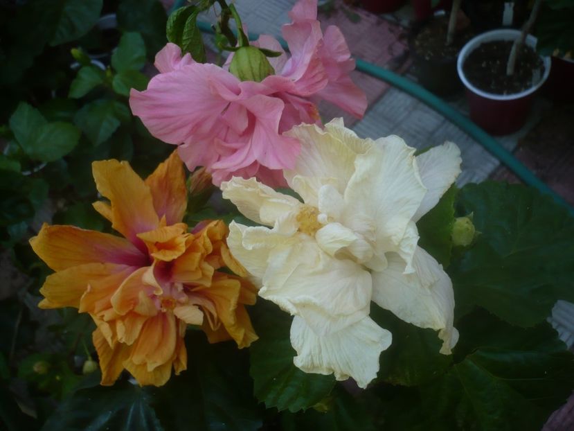 P1460013 - HIBISCUSI 2020-3