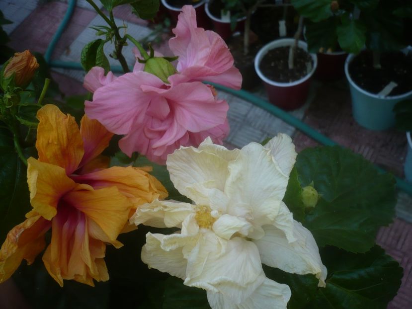 P1460014 - HIBISCUSI 2020-3