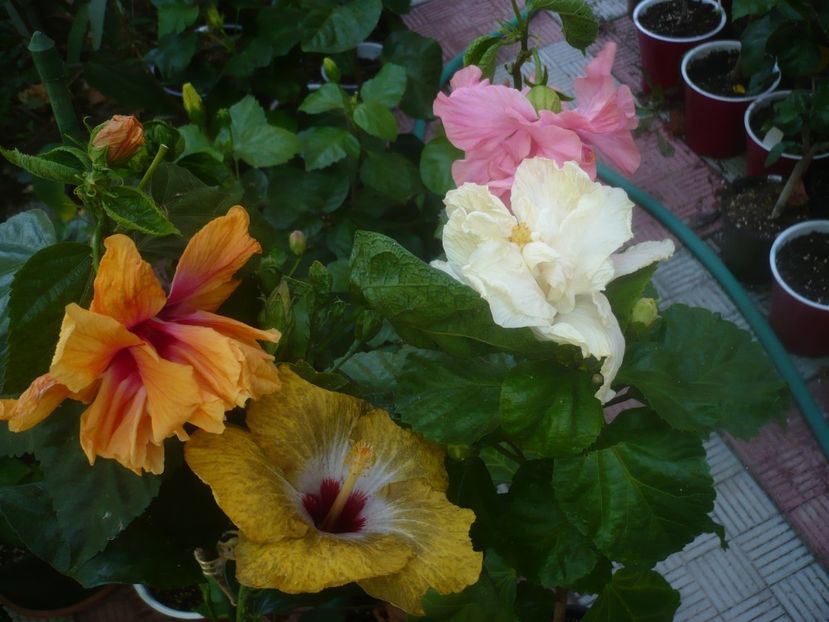 P1460016 - HIBISCUSI 2020-3