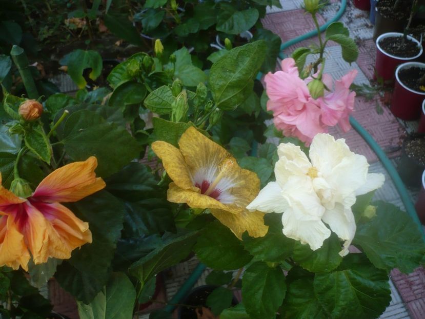 P1460017 - HIBISCUSI 2020-3