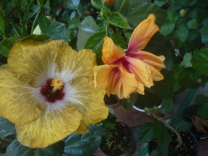 P1460018 - HIBISCUSI 2020-3