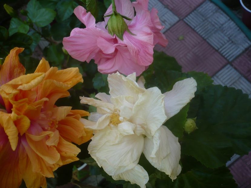 P1460019 - HIBISCUSI 2020-3