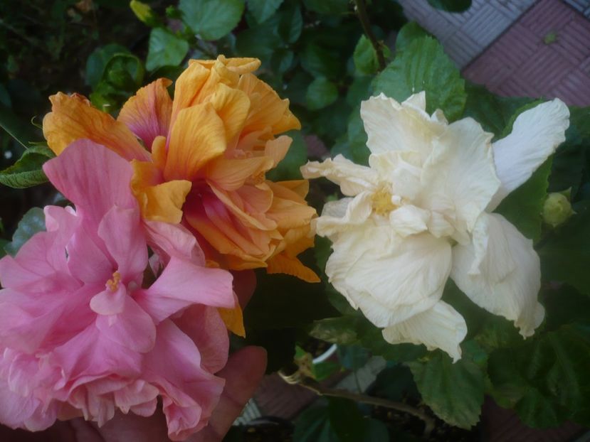 P1460021 - HIBISCUSI 2020-3