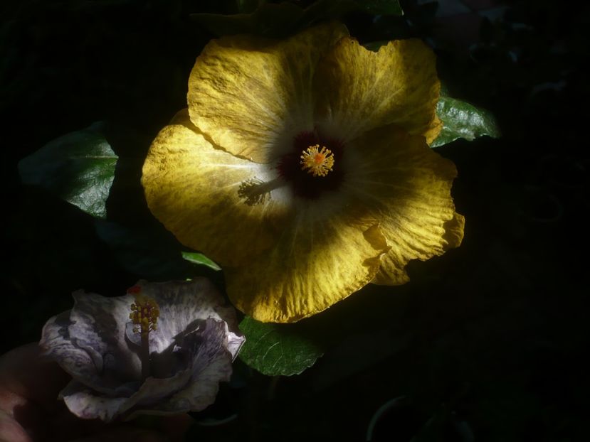 P1460022 - HIBISCUSI 2020-3