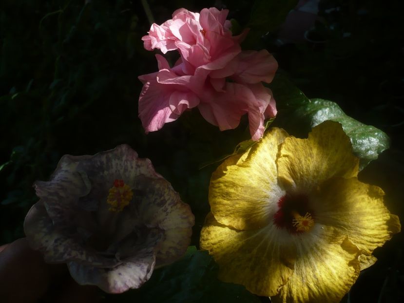 P1460023 - HIBISCUSI 2020-3