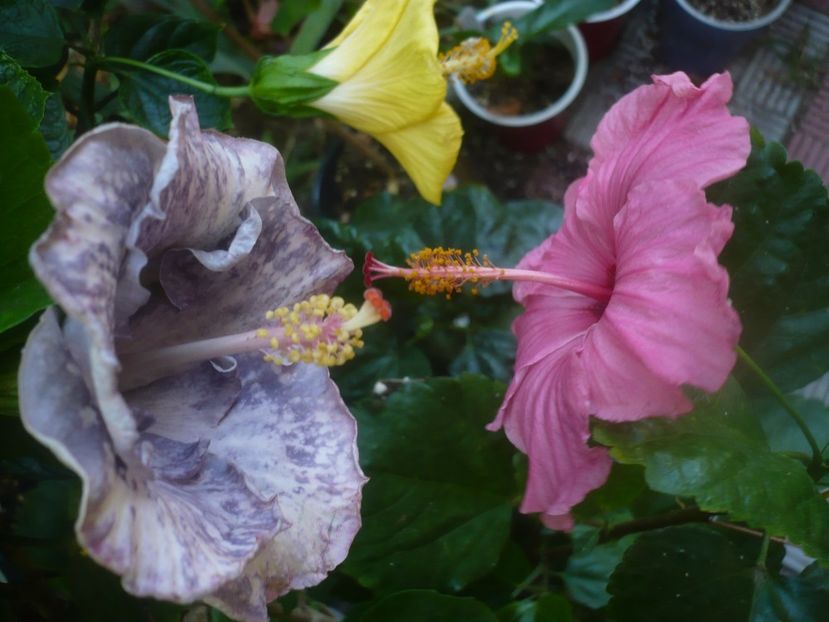 P1460029 - HIBISCUSI 2020-3