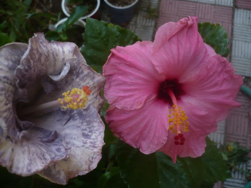 P1460030 - HIBISCUSI 2020-3