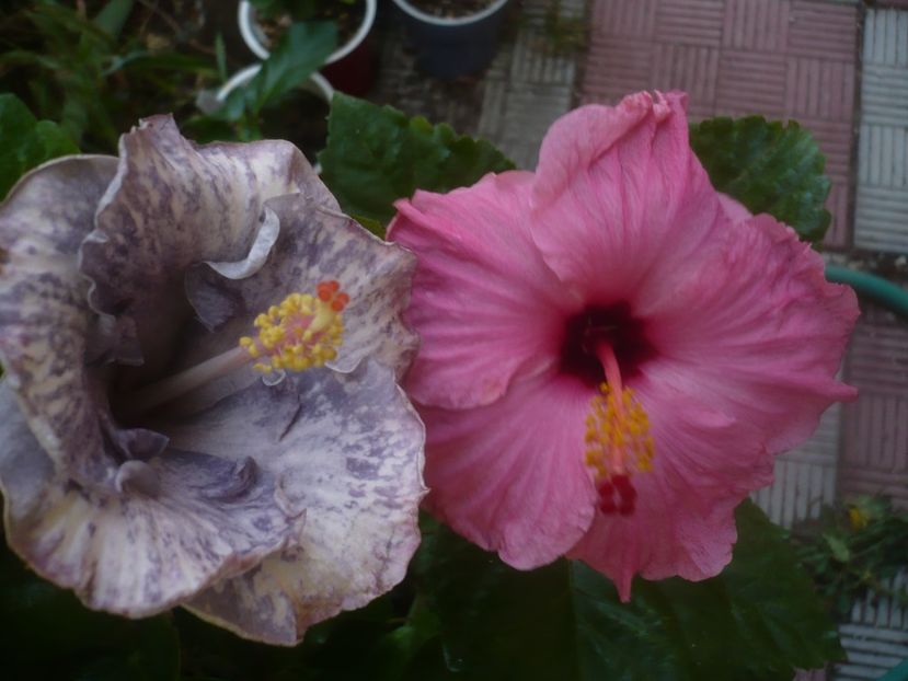 P1460031 - HIBISCUSI 2020-3