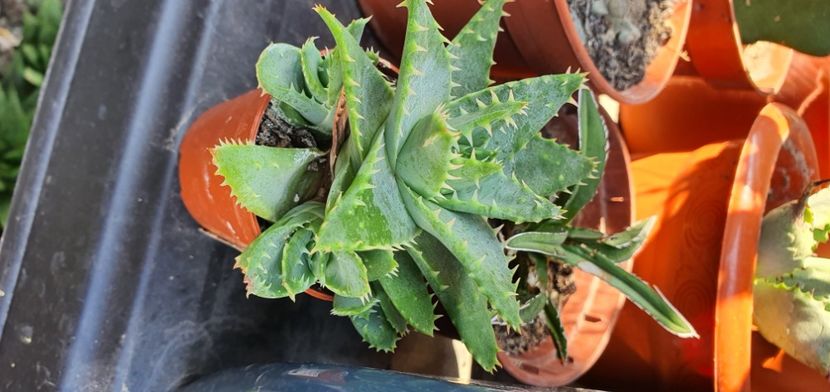 nr57-20 lei - Suculente de vanzare 2020