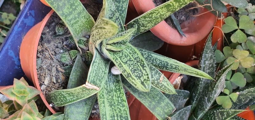 nr 61 15 lei - Suculente de vanzare 2020