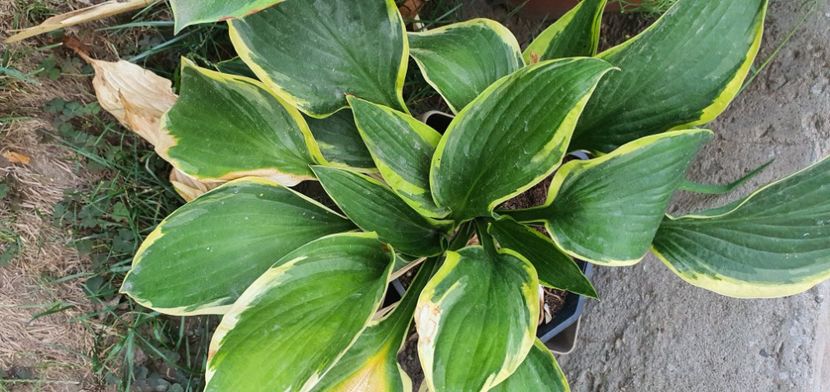 nr 62 20 lei - Suculente de vanzare 2020