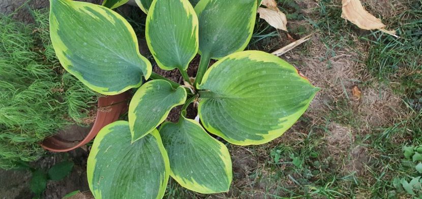 20 lei - Suculente de vanzare 2020