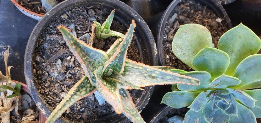 nr 64 - Suculente de vanzare 2020