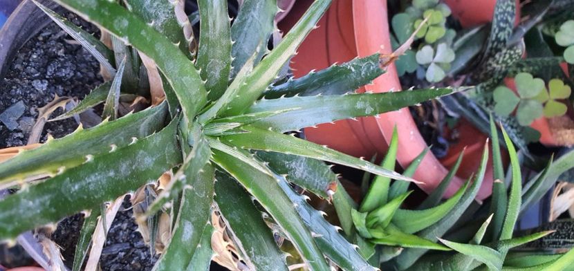 nr 66 20 lei - Suculente de vanzare 2020