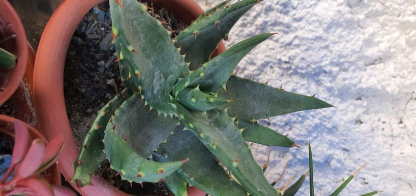 nr 68-25 lei - Suculente de vanzare 2020