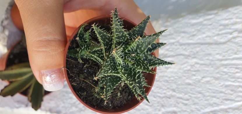 nr 70 20 lei - Suculente de vanzare 2020