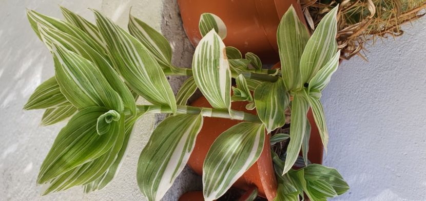 nr 73 20 lei - Suculente de vanzare 2020