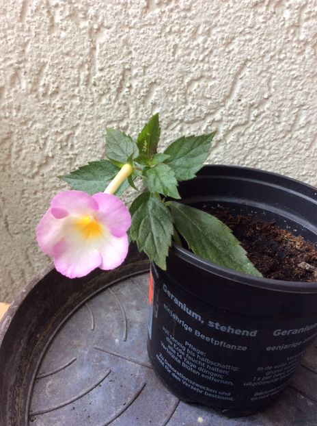 27.08.2020-Message Blanche - Achimenes 2020