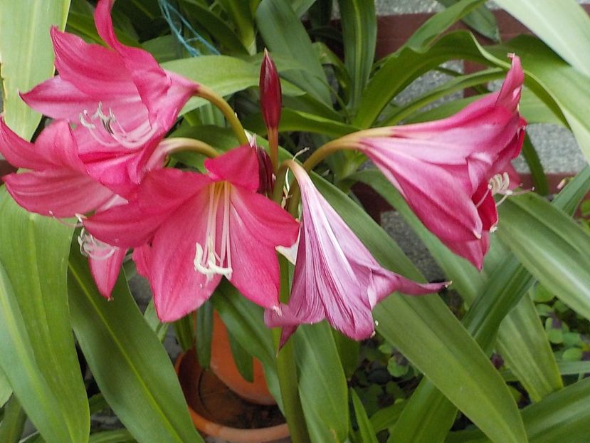  - crinum powelii bosanquet