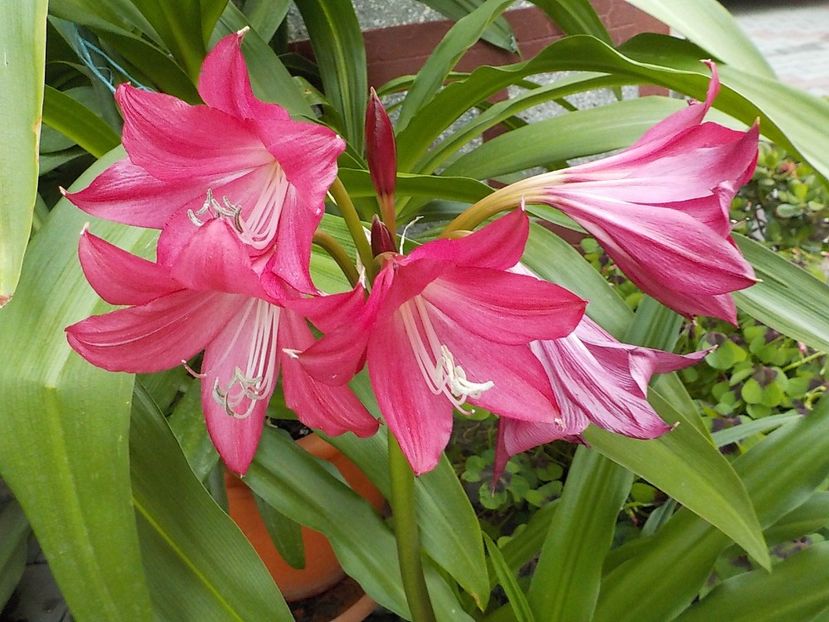  - crinum powelii bosanquet