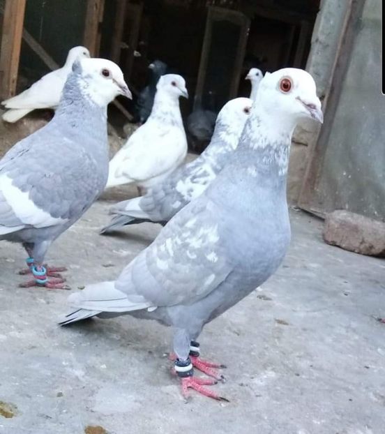  - NU AMI APARTIN 2020