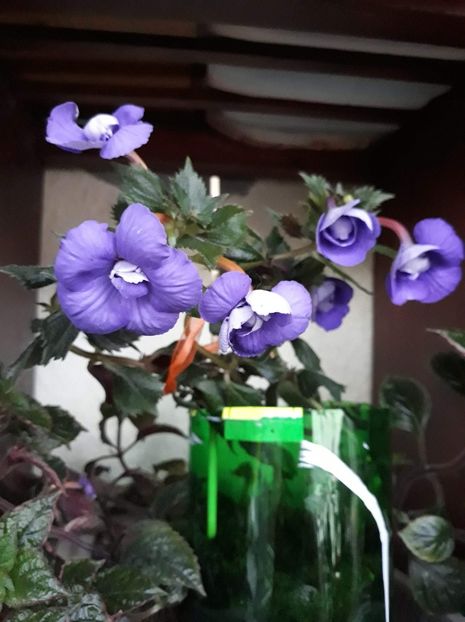  - 001 2021 - Vie en Bleu