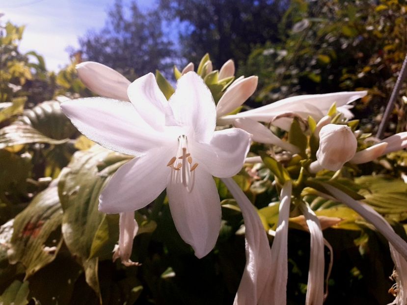  - Alte flori