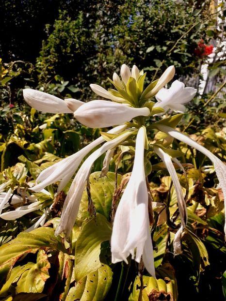  - Alte flori