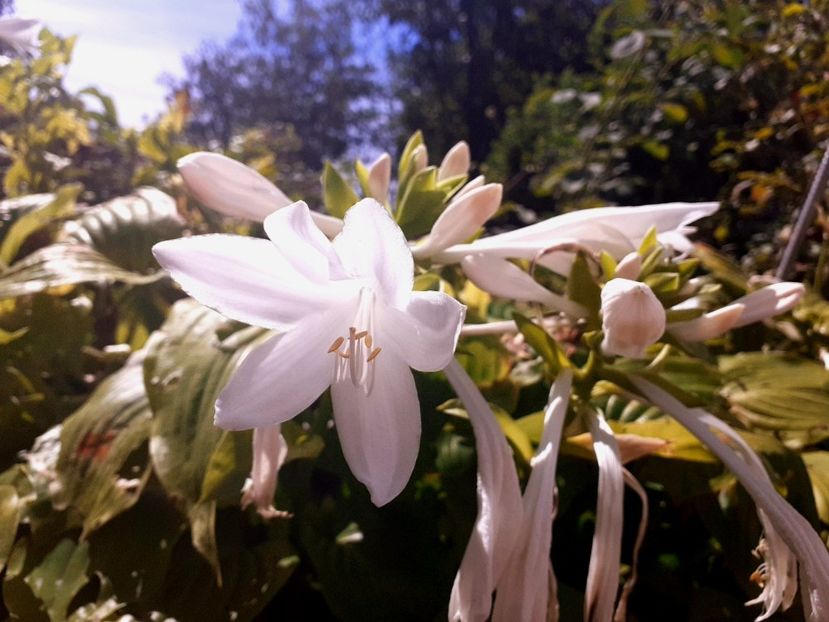  - Alte flori