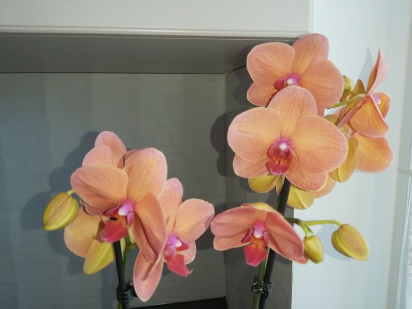 Surf Song - phalaenopsis