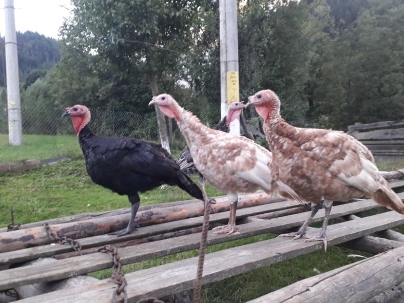  - 01 Curci comune 2020-2021