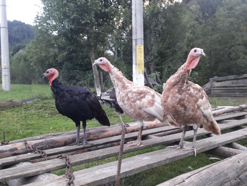  - 01 Curci comune 2020-2021