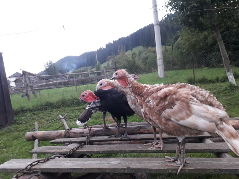  - 01 Curci comune 2020-2021