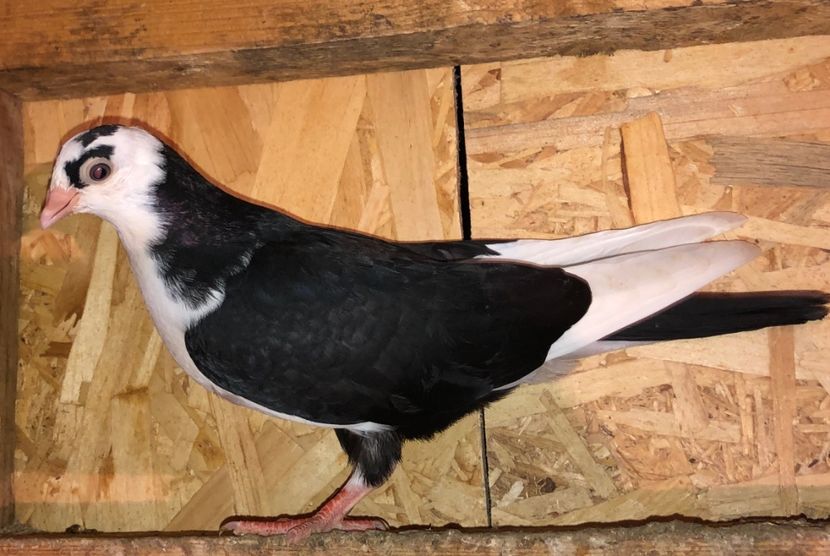 23035  mascul  2020_1 - tineret 2020