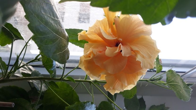  - Înfloriți 2018-2021